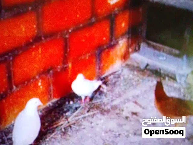 زوج حمام اراباش  زوج حمام فرنسي