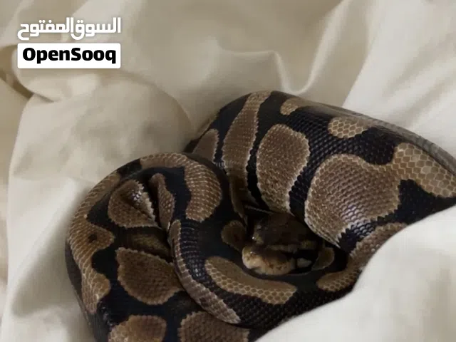 بول بايثون للبيع 5500 (ثيو)