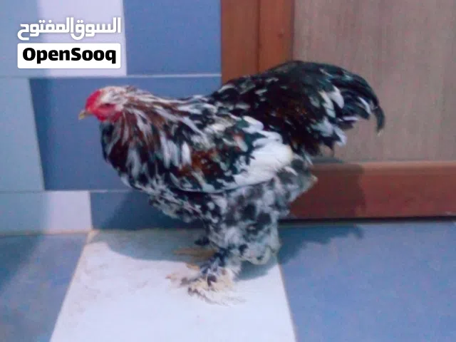3ديوك براهما البيع