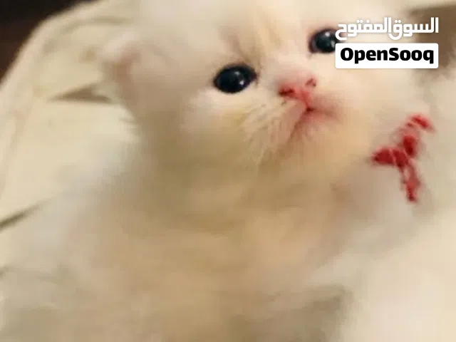 شكوتش فولد