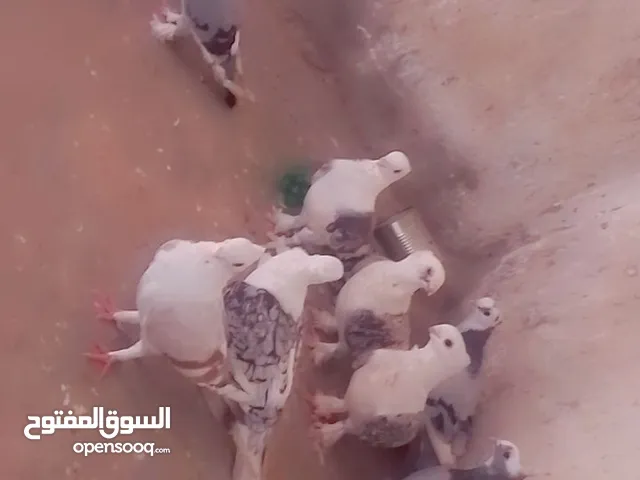 حمام عربي موجود