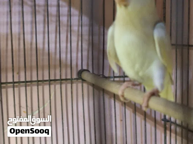 كابيا بركاديلو تحتها زوز فراخ