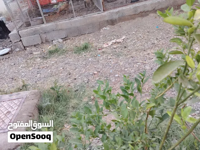 ماشاء الله للبيع شتلات عمانية