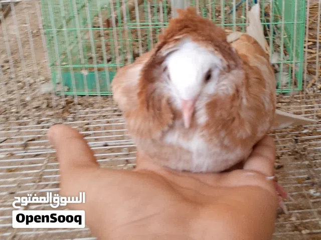 حمام زينه للبيع