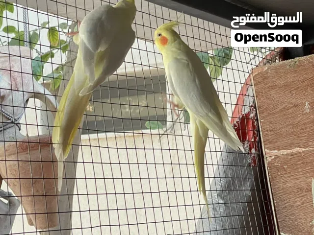 كوكتيل لاتينو عين حمرا