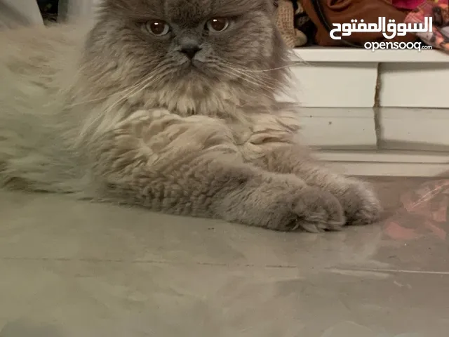 ذكر هملايا بيور معقم نظيف حالق وماخد تطعيماته كاملة. هادي وبحب الدلال واكله قليل.