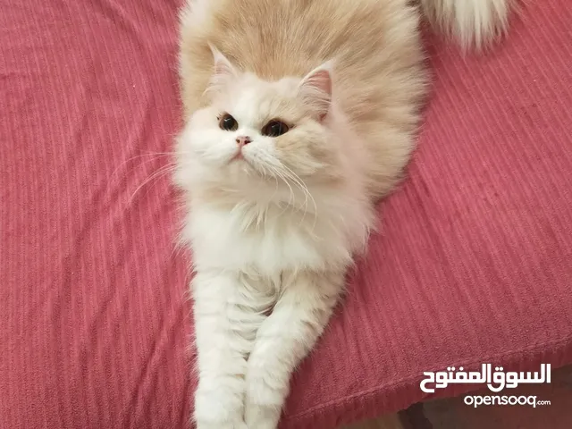 قطه انثي للتبني المؤقت فترة السفر 28 يوم فقط
