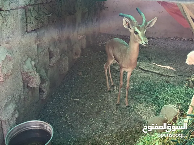 غزلان الديماني ذكور 2اليفات واحد عمرة فوق السنةوالنص والثاني عمرة 4شهور