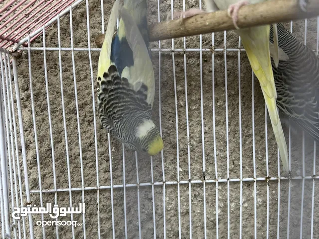 طيور حب 3 ازواج فحلين و 4 طواير كلهن جاهزات ومبزرات يمي كلهن بنات شكري برصاصي
