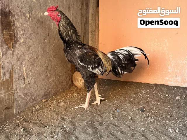 دجاج باكستاني اصل للبيع