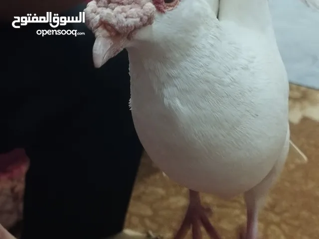 حمام ابيض بندوق