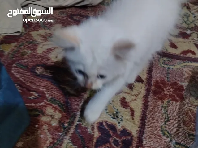 بيع قطه شرازي