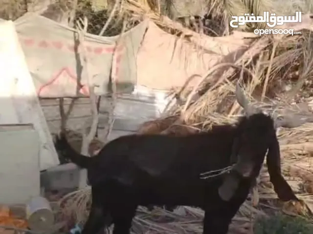 اللهم صل على محمد وآل محمد صخل افغاني ارتفاع 4بلوكات وشويه شوفت العين