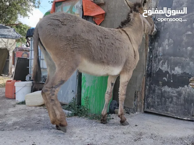 بسم الله ماشاء الله