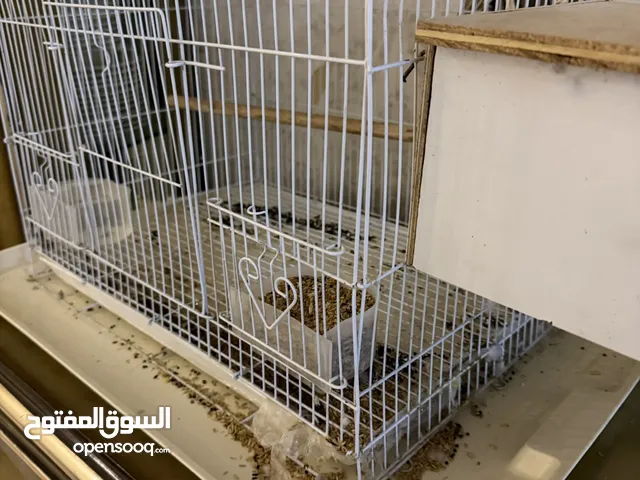 طيور جميلة