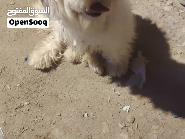 كلب للبيع او مراوس حسب الرغبه لعوبه وبصحه جيده نثيه