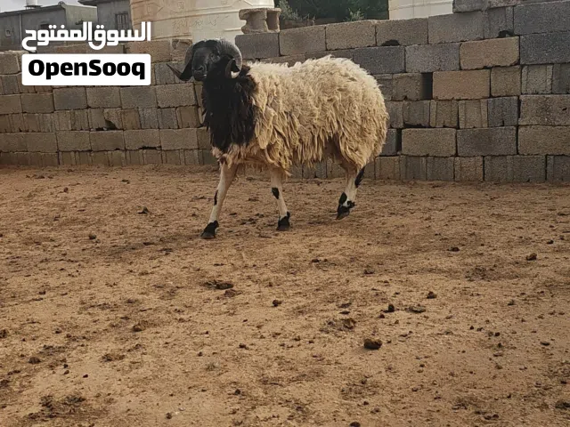 السلام عليكم ورحمة الله    زوز اضحي تنيان اللهم بارك عز دبح   المكان مسلاتة