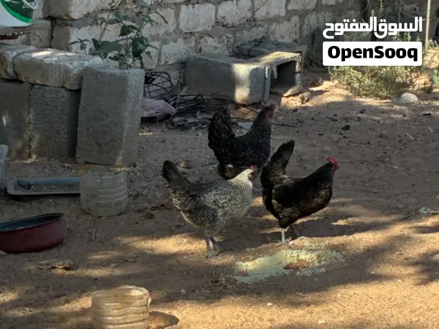 دجاج عربي للبيع درجة اولى