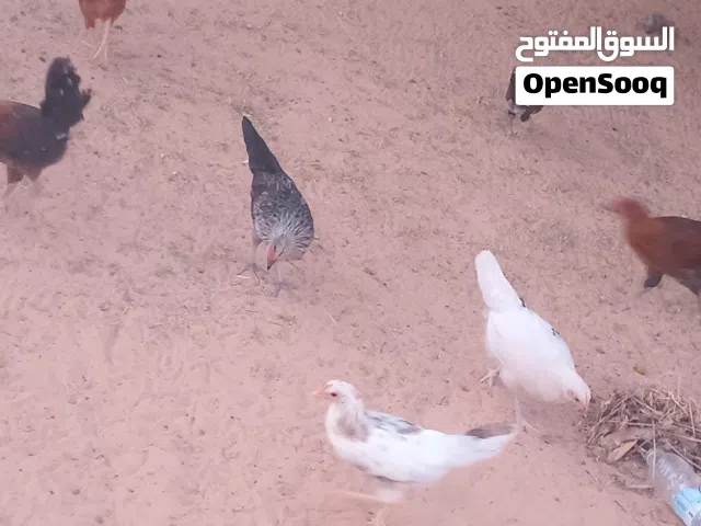 عتتيق دجاج عربي مخلط ربي يبارك اقرا موصفات