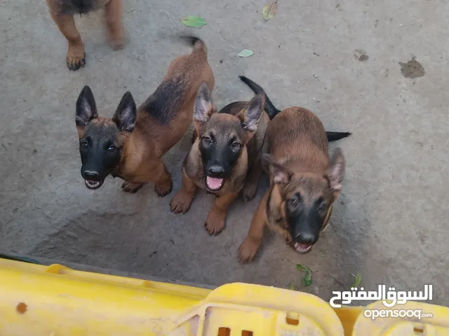 Chiots Berger Malinois 3 mois (males)