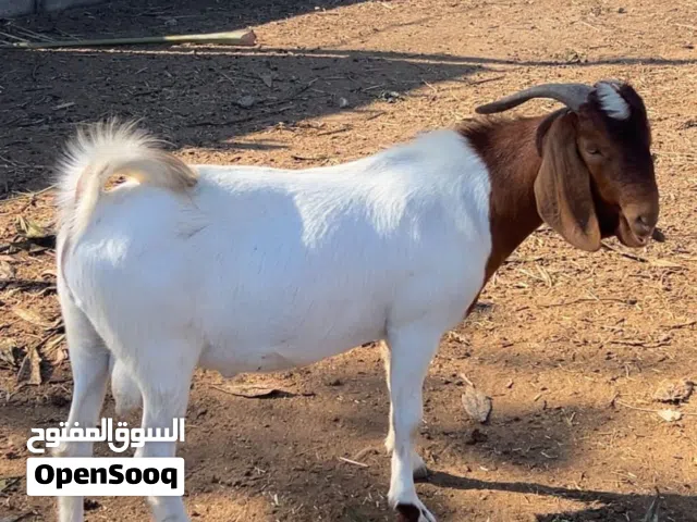 تيس برقوت سلاله طيبه للاضحيه او التربيه للانتاج