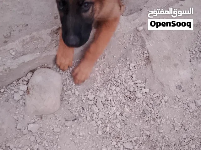 جرو جيرمن ذكر للبدل على كلب صيد يكون من 3-6اشهر التواصل واتساب فقط