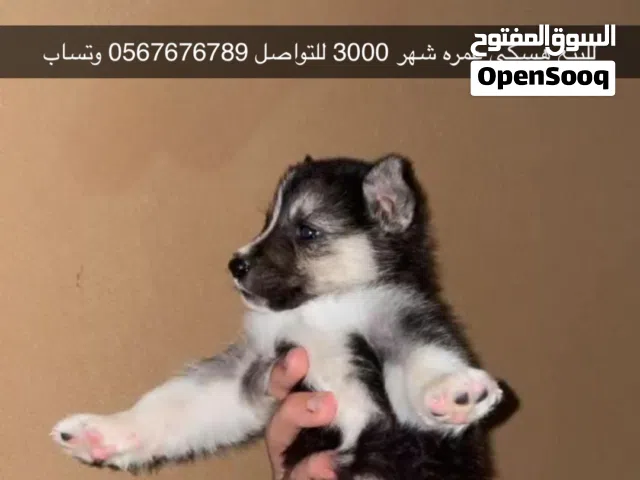 هاسكي عمره شهر