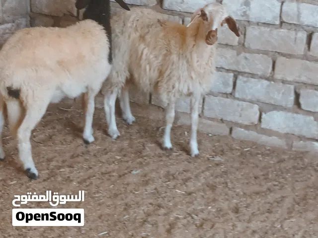 زوز فطايم وطنيات  الله يبارك  فطايم نظاف  عودهم باهي عز ماتمقرس