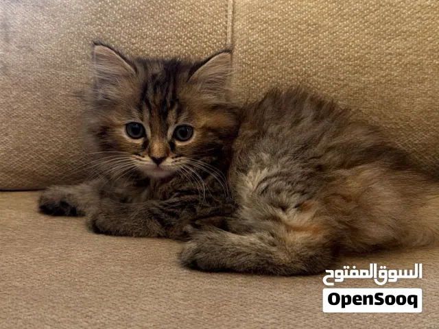 قطه مكس سكوتش و شيرازي بنت مع جميع الاغراض