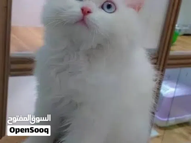 قطط بيضاء كثيرة الشعر عيون زرقاء 300درهم للواحدة سن شهران و 15 يوم