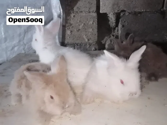 ارانب تيدي بير