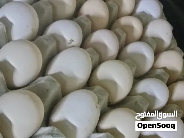 بيض فرنسي الشيت ثلاثه ريال ونص  بيض حبشي الشيت خمسه ريال بيض الكوشن العملاق الشيت 14ريال
