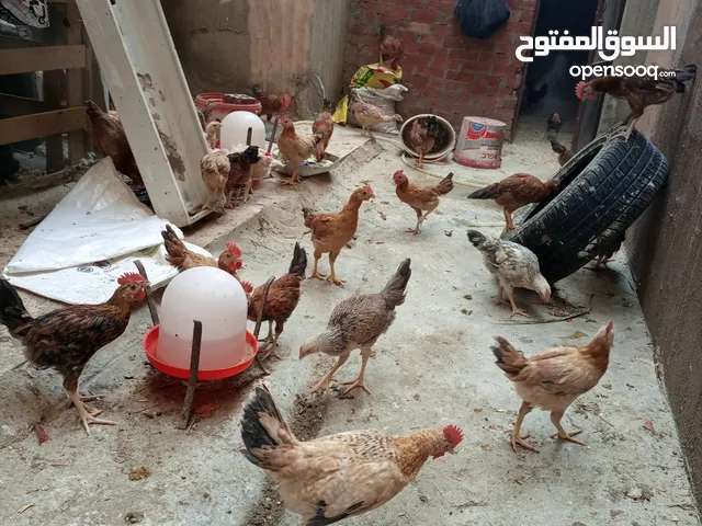 دجاج بلدي للبيع في العاشر من رمضان