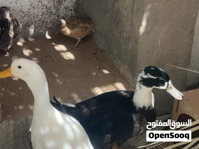 السلام و عليكم بط للبيع الموقع العين الجنس غير معروف الاعمار صغيره الحبه 18 حبتين 30