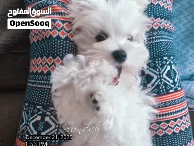 انثى مالتيز بيور صغيره ولطيفه