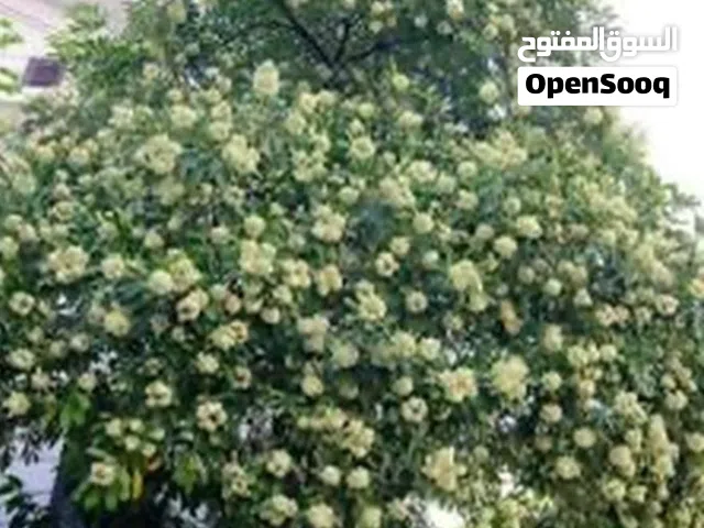 شتلات للبيع