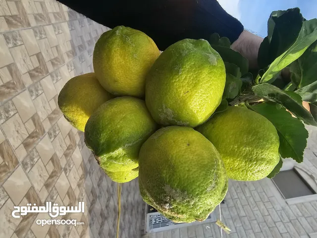 شقة طلاب فقط للايجار