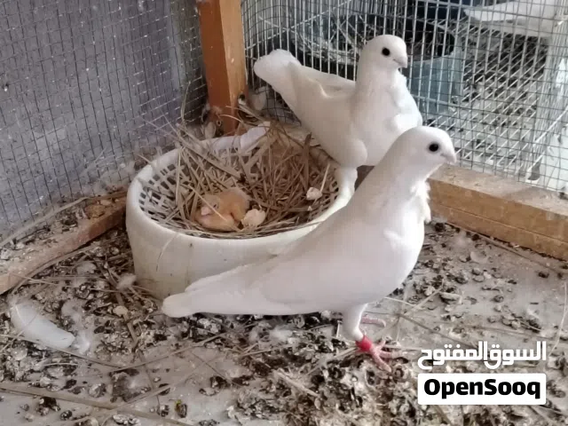 أرافل قجم بزارات العدد 3 زواج