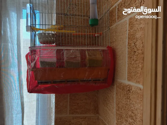 جوز عصافير كنار امفتول للبيع