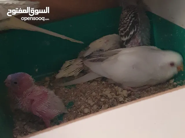 طيور حب شكري بارصاصي