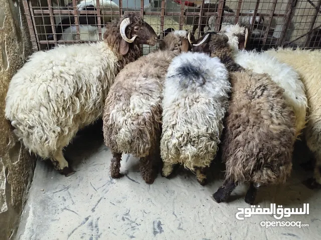 خرفان أضاحي للبيع اوزان لحم صافي 25