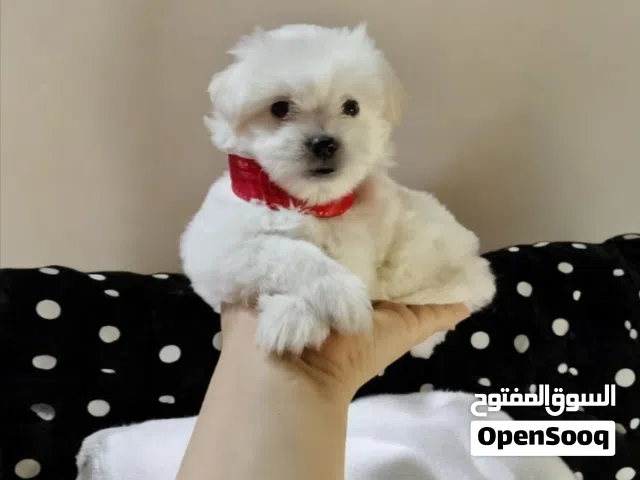 بنوته هافنيز جميله أوي ماشاء الله أد كف اليد