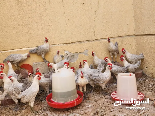 Fayoumi 28 male rosters available