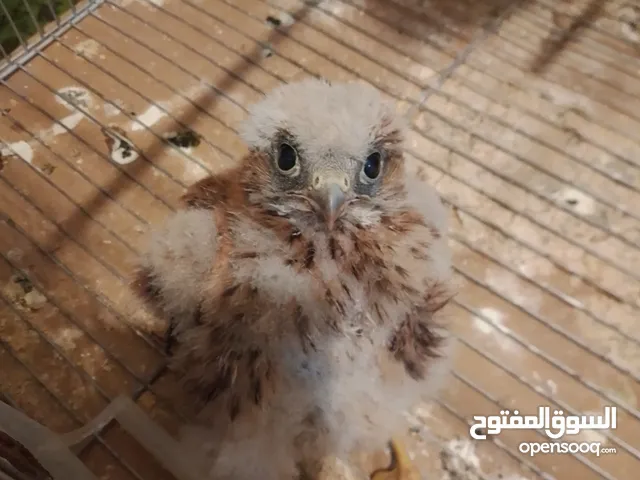 طير الباشق بحالة جيدة