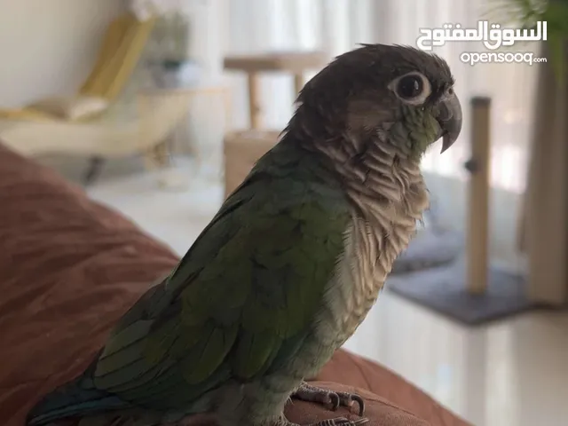 LOST GREEN Parrot