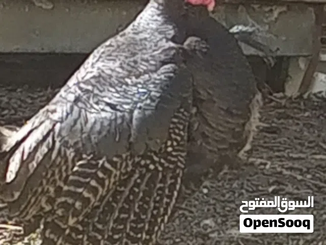 ديك حبش اسود
