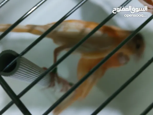 فراخ حمر صلات النبي