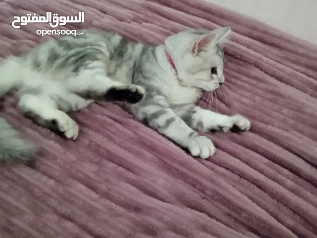 قط للتبني معاه البوكس والحمام بي 50