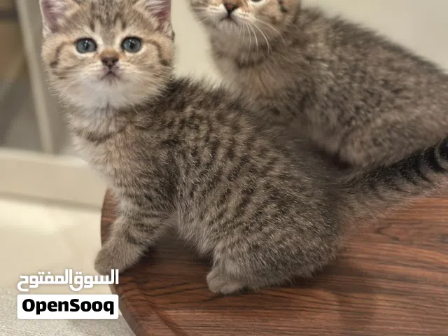 برتش شورت هير تابي سبوت
