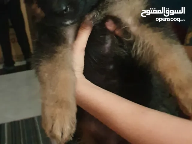 للبيع جراوى ذكور جيرمن شيبرد بيور اهالى مستوردة ..